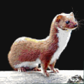 Nirk - A 1x1 map art of a weasel. The name NirkieSFR is inspired by the Estonian word for weasel.
